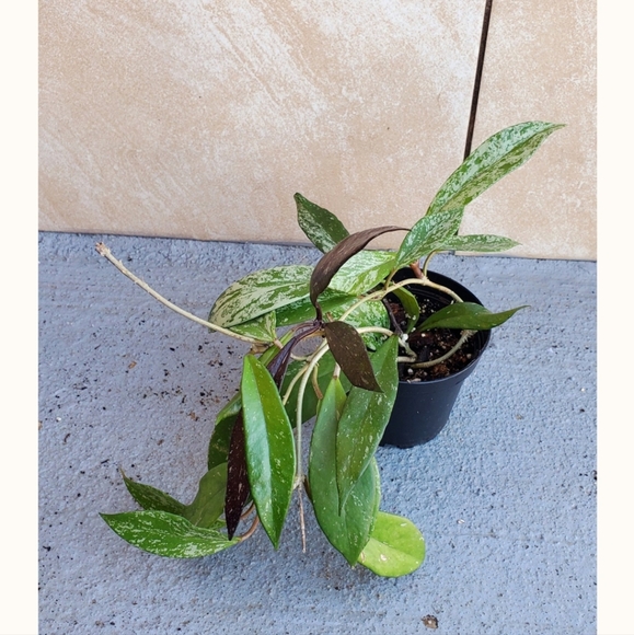 Hoya Publicalyx 3" pot - Picture 2 of 5